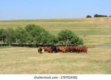 A Cattle Farm In Oklahoma