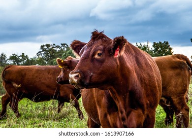 Cattle Farm Outside Small Town Iowa