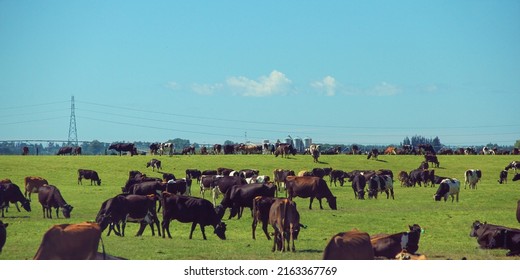 A Cattle Farm In South Island New Zealand