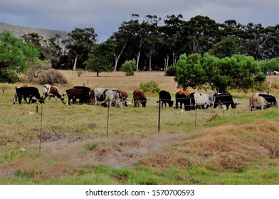 Cattle Farm In Yzerfontein, South Africa