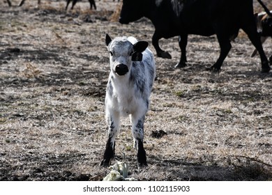 Cattle Farming Australia