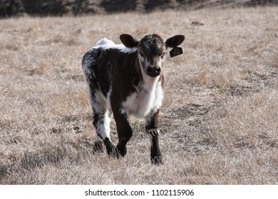 Cattle Farming Australia