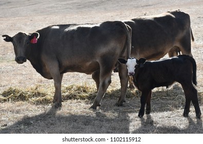 Cattle Farming Australia