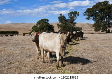 Cattle Farming Australia