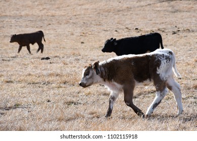 Cattle Farming Australia