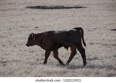 Cattle Farming Australia