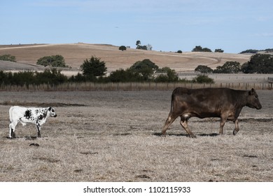 Cattle Farming Australia