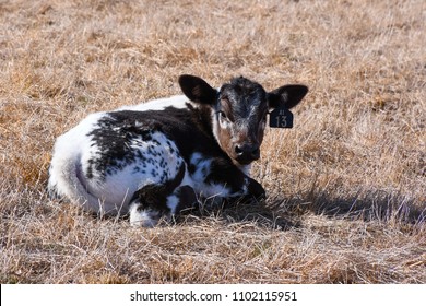 Cattle Farming Australia