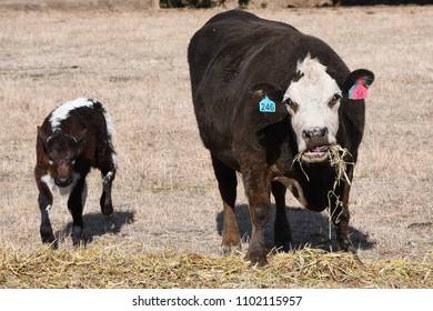 Cattle Farming Australia