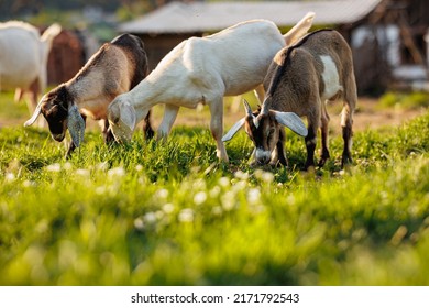Cattle farming. Domestic goats in the eco farm. Goats eat fresh hay or grass on ecological pasture on a meadow. Farm livestock farming for the industrial production of goat milk dairy products