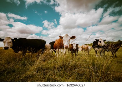 Cattle Farming In English Country Farm