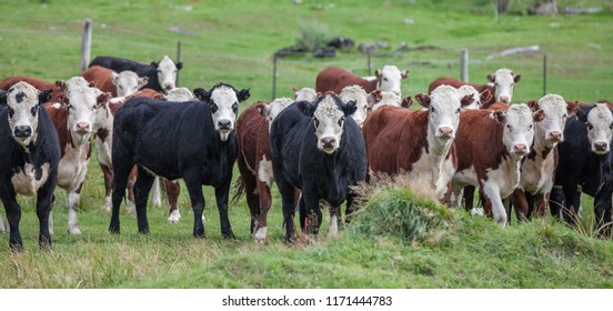 cattle farming in New Zealand, open range cattle country