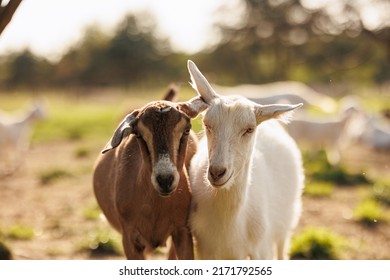 Cattle Farming. Potrait Of Domestic Goats In The Eco Farm. Farm Livestock Farming For The Industrial Production Of Goat Milk Dairy Products.