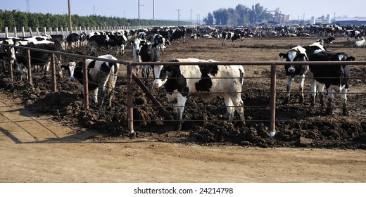 Cattle Feed Lot, Part Of A California Dairy