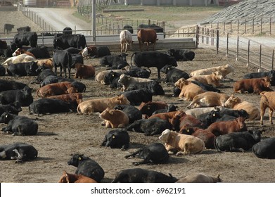 Cattle At Feed Lot In Midwest 1