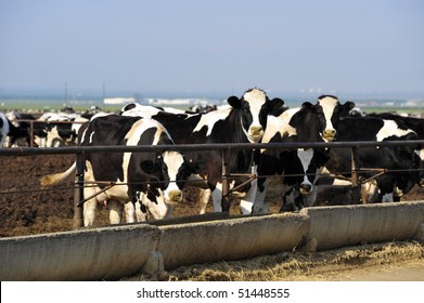 Cattle Feeding On A Large-scale California Dairy