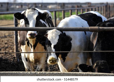 Cattle Feeding On A Large-scale California Dairy