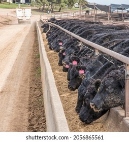Cattle feeding from a trough with the feed truck departing.