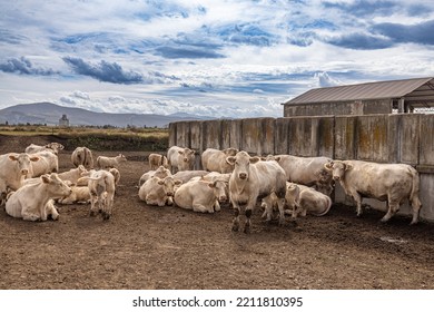 Cattle At A Feedlot. Charolais French Breed Beef Cattle