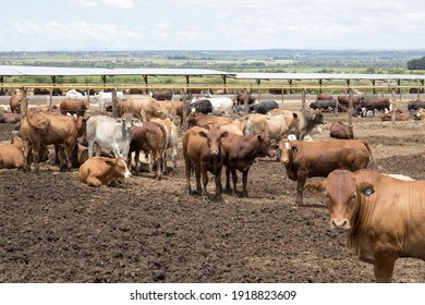 Cattle in a feedlot or feed yard