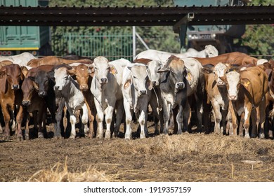 Cattle In A Feedlot Or Feed Yard