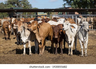 Cattle In A Feedlot Or Feed Yard