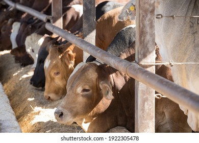 Cattle In A Feedlot Or Feed Yard