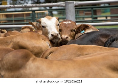 Cattle In A Feedlot Or Feed Yard