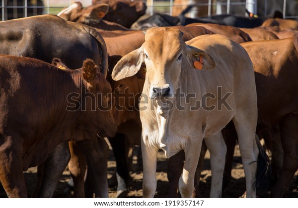 Cattle in a feedlot or feed\
yard