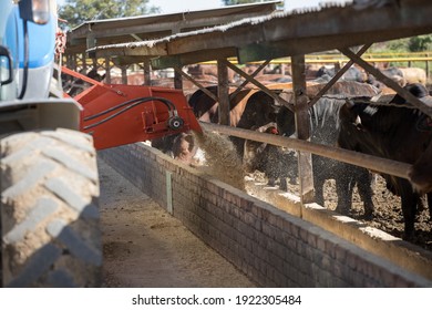 Cattle In A Feedlot Or Feed Yard Being Fed By The Feed Truck