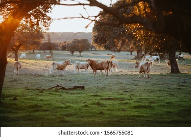 Cattle Field In Alentejo At Sunset