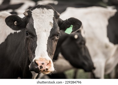 Cattle In A Field Grazing With Blank Tag On Its Ear.