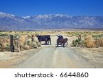 Cattle gather at gate to a ranch in California