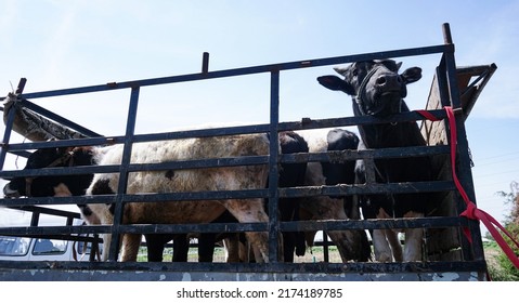 The Cattle Are Going To The Farm In A Truck 