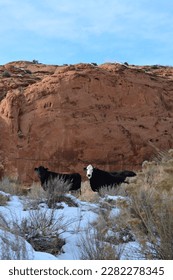 cattle grasing at the Dry Fork Slot Canyon with snow at the Lower trailhead at a sunny day in December, Hole in the Rock road in Utah Grand Staircase Escalante National Monument, USA - Shutterstock ID 2282278345