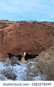 cattle grasing at the Dry Fork Slot Canyon with snow at the Lower trailhead at a sunny day in December, Hole in the Rock road in Utah Grand Staircase Escalante National Monument, USA - Shutterstock ID 2282278349
