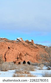 cattle grasing at the Dry Fork Slot Canyon with snow at the Lower trailhead at a sunny day in December, Hole in the Rock road in Utah Grand Staircase Escalante National Monument, USA - Shutterstock ID 2282278351