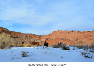 cattle grasing at the Dry Fork Slot Canyon with snow at the Lower trailhead at a sunny day in December, Hole in the Rock road in Utah Grand Staircase Escalante National Monument, USA - Shutterstock ID 2282278359