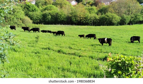 Cattle grassing on a green field in a Danish city with houses in the background