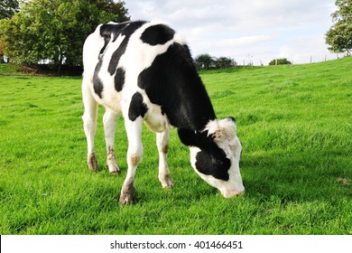 Cattle Graze in a Green Field