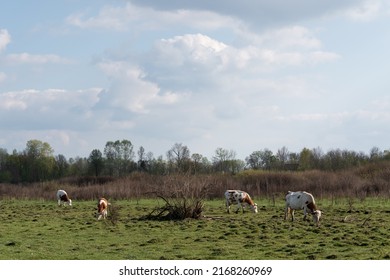 Cattle graze on bumpy pasture in spring, herd of domestic cows with calves on sunlit plainfield against forest, big bright clouds in sky