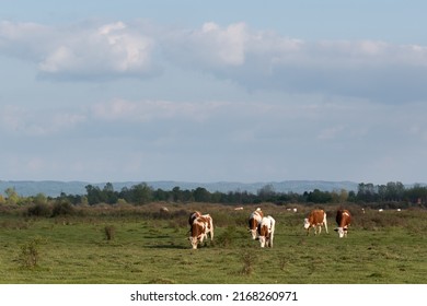 Cattle graze on pasture in spring, herd of domestic cows on sunlit plainfield and big clouds in sky, rural landscape