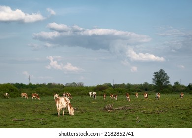 Cattle Graze On Pasture In Spring And Big Cumulonimbus Cloud Forming In Sky, Free Range Farming In Countryside