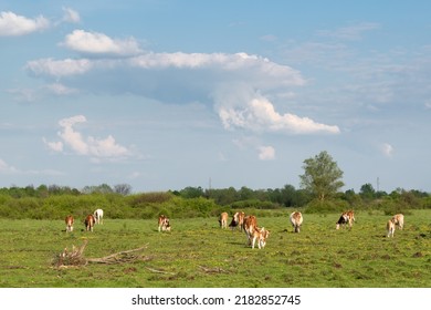 Cattle Graze On Pasture In Spring And Big Cumulonimbus Cloud Forming In Sky, Free Range Farming In Countryside