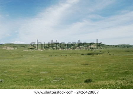 Cattle graze on the prairie in Emmons County, North Dakota