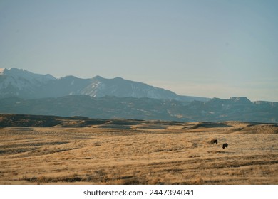 Cattle grazing bellow the La Sal mountains, open ranch land - Powered by Shutterstock