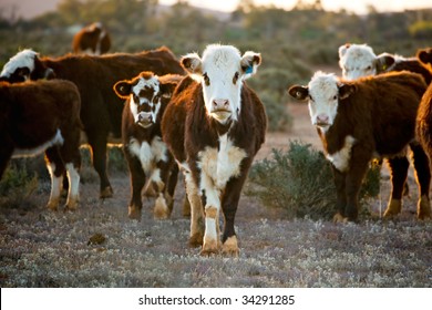 Cattle grazing in desert pasture.  Outback New South Wales, Australia, at sunset. - Powered by Shutterstock