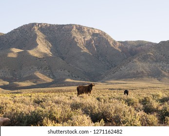 Cattle grazing in the dry and arid desert of Arizona in the Unite States of America.
