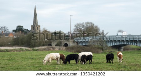 Point of view, cows and their calves on the mountain pasture look at the landscape