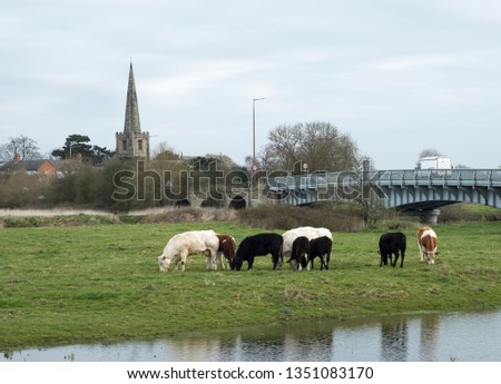 Similar – Point of view, cows and their calves on the mountain pasture look at the landscape